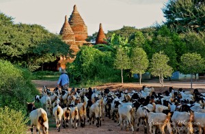 Cycling_around_Bagan_28